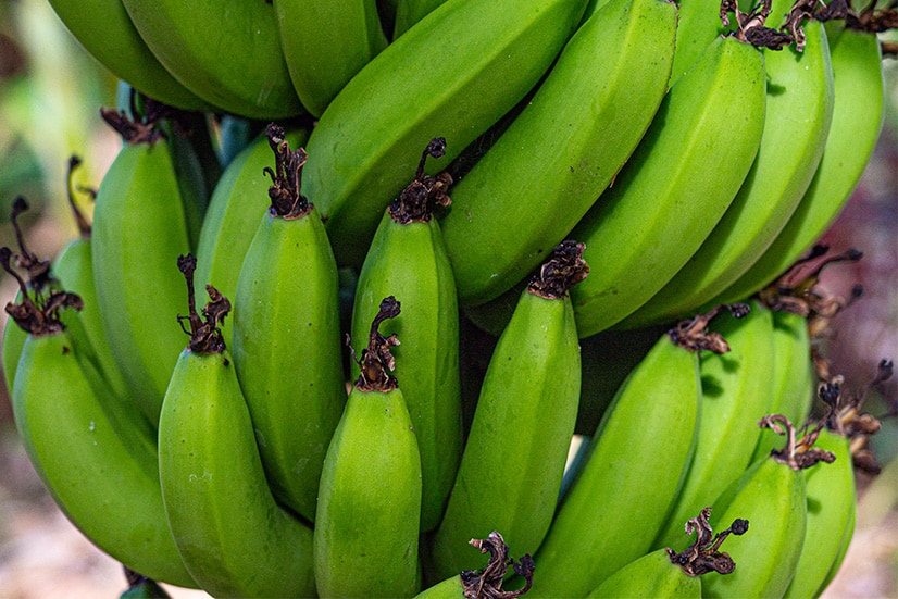 Green Banana