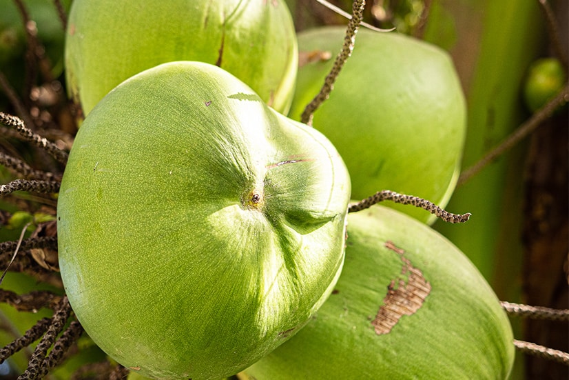 Young green coconuts